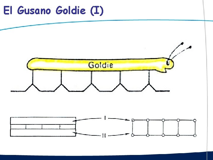 El Gusano Goldie (I) 