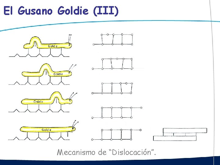 El Gusano Goldie (III) Mecanismo de “Dislocación”. 