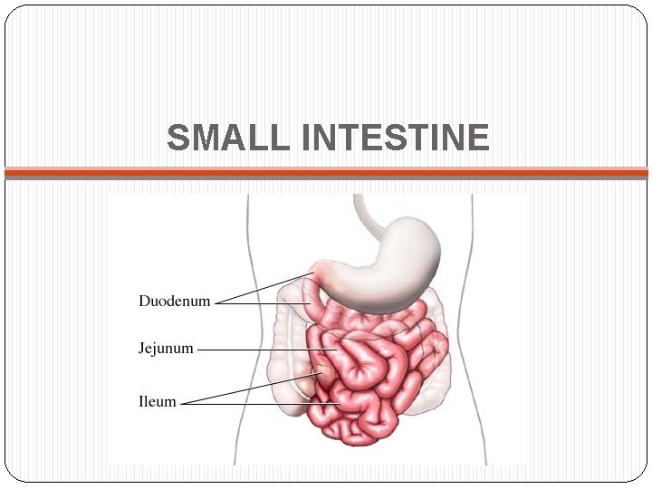 SMALL INTESTINE 