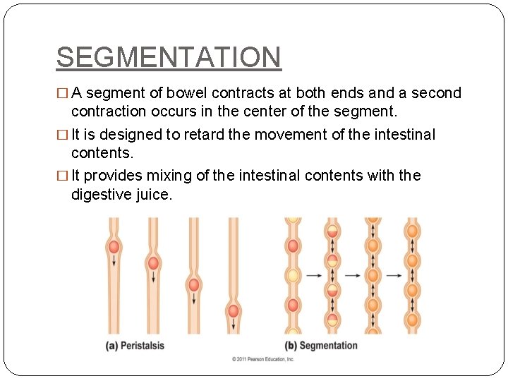 SEGMENTATION � A segment of bowel contracts at both ends and a second contraction