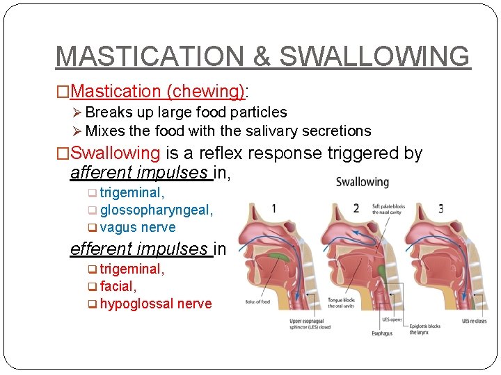 MASTICATION & SWALLOWING �Mastication (chewing): Ø Breaks up large food particles Ø Mixes the