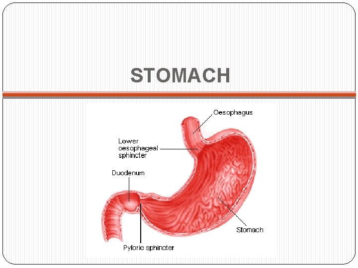 STOMACH 