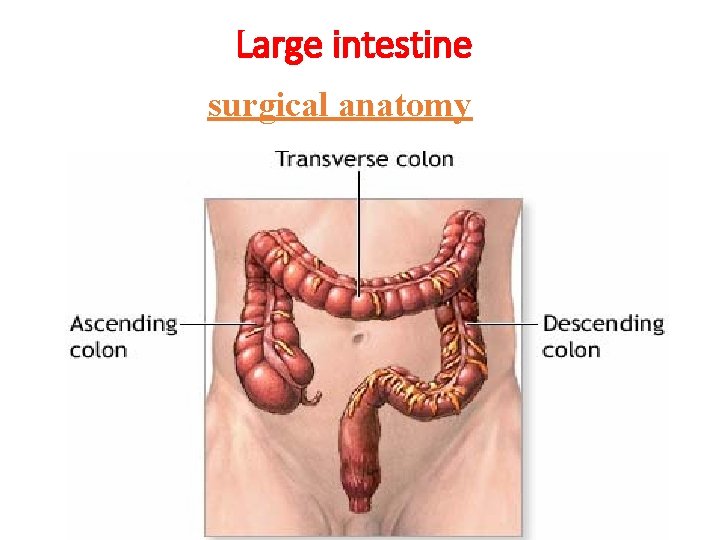 Large intestine surgical anatomy 