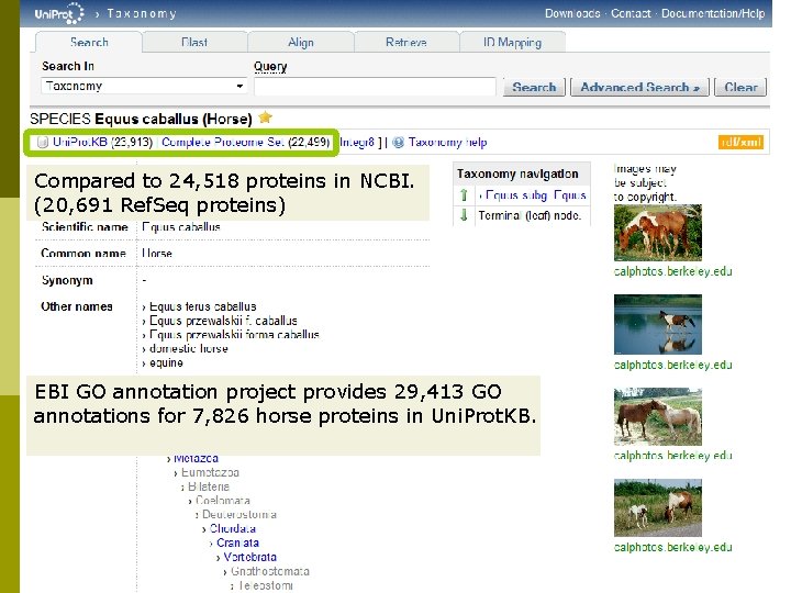 Compared to 24, 518 proteins in NCBI. (20, 691 Ref. Seq proteins) EBI GO