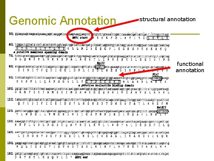 Genomic Annotation structural annotation functional annotation 