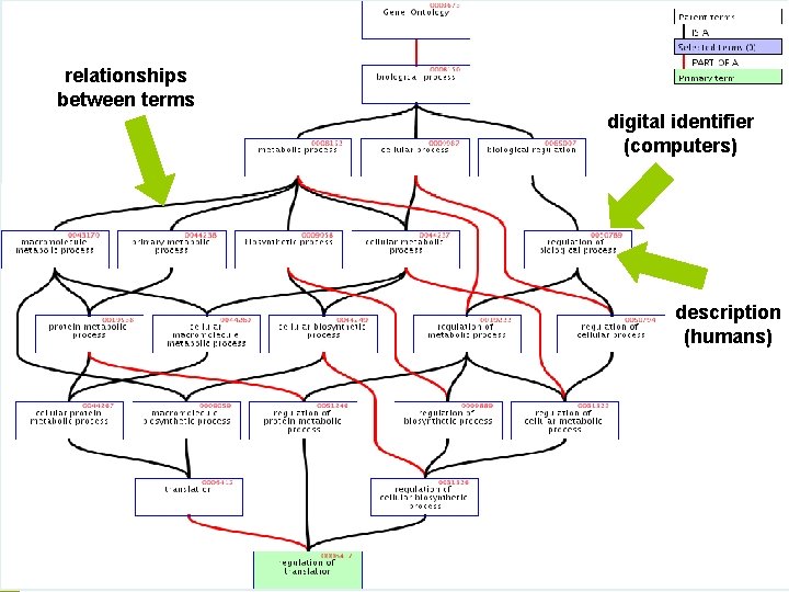 relationships between terms Ontologies digital identifier (computers) description (humans) 