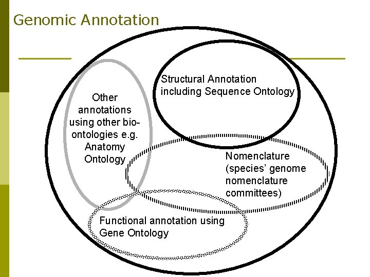 Genomic Annotation Other annotations using other bioontologies e. g. Anatomy Ontology Structural Annotation including