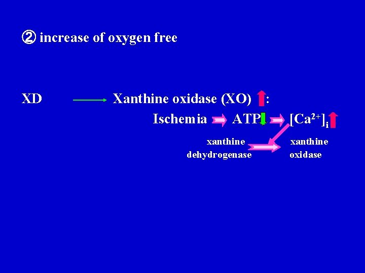 ② increase of oxygen free XD Xanthine oxidase (XO) : Ischemia ATP xanthine dehydrogenase ② increase of oxygen free XD Xanthine oxidase (XO) : Ischemia ATP xanthine dehydrogenase