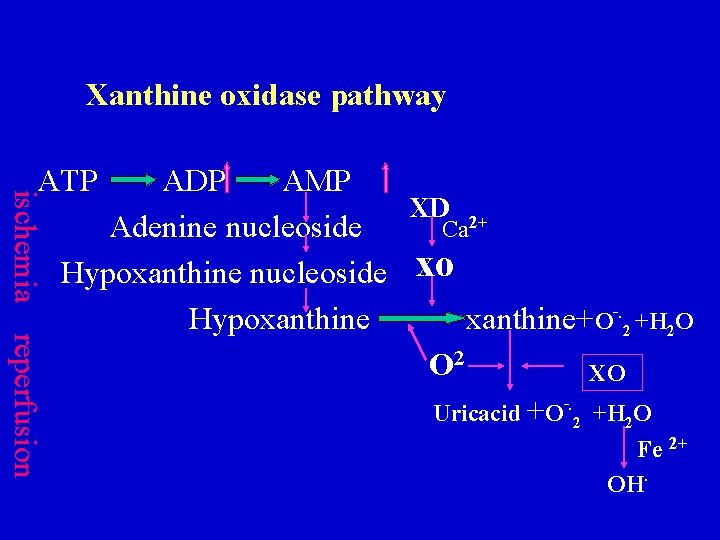 Xanthine oxidase pathway ischemia reperfusion ATP ADP AMP XD 2+ Adenine nucleoside Ca Hypoxanthine Xanthine oxidase pathway ischemia reperfusion ATP ADP AMP XD 2+ Adenine nucleoside Ca Hypoxanthine