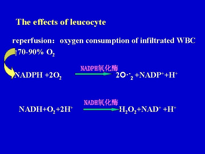 The effects of leucocyte reperfusion:oxygen consumption of infiltrated WBC ↑ 70 -90% O 2 The effects of leucocyte reperfusion:oxygen consumption of infiltrated WBC ↑ 70 -90% O 2