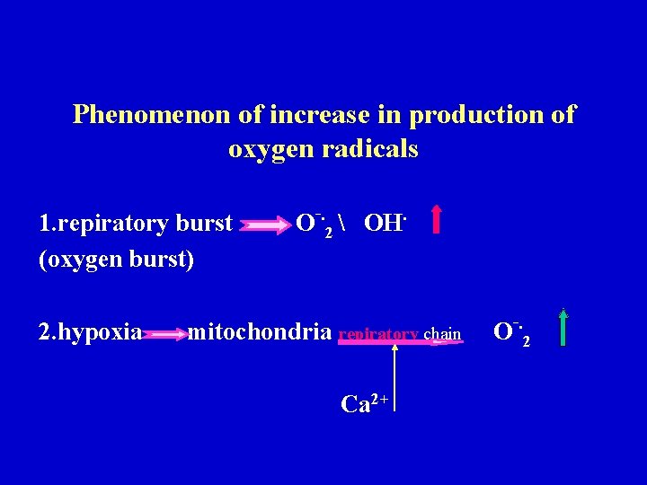 Phenomenon of increase in production of oxygen radicals 1. repiratory burst (oxygen burst) 2. Phenomenon of increase in production of oxygen radicals 1. repiratory burst (oxygen burst) 2.