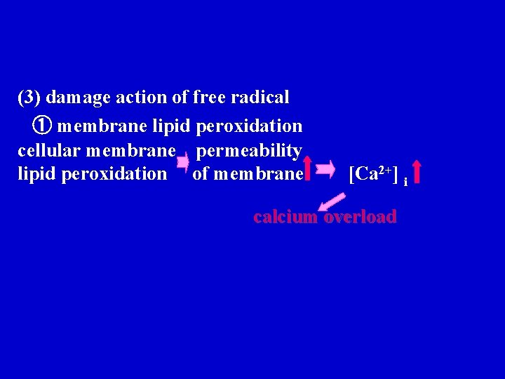 (3) damage action of free radical ① membrane lipid peroxidation cellular membrane permeability lipid (3) damage action of free radical ① membrane lipid peroxidation cellular membrane permeability lipid