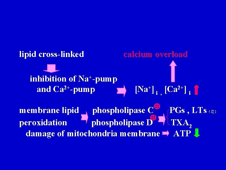 lipid cross-linked inhibition of Na+-pump and Ca 2+-pump calcium overload [Na+] i , [Ca
