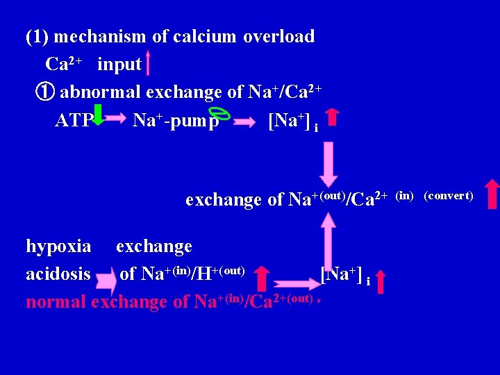 (1) mechanism of calcium overload Ca 2+ input ① abnormal exchange of Na+/Ca 2+ (1) mechanism of calcium overload Ca 2+ input ① abnormal exchange of Na+/Ca 2+
