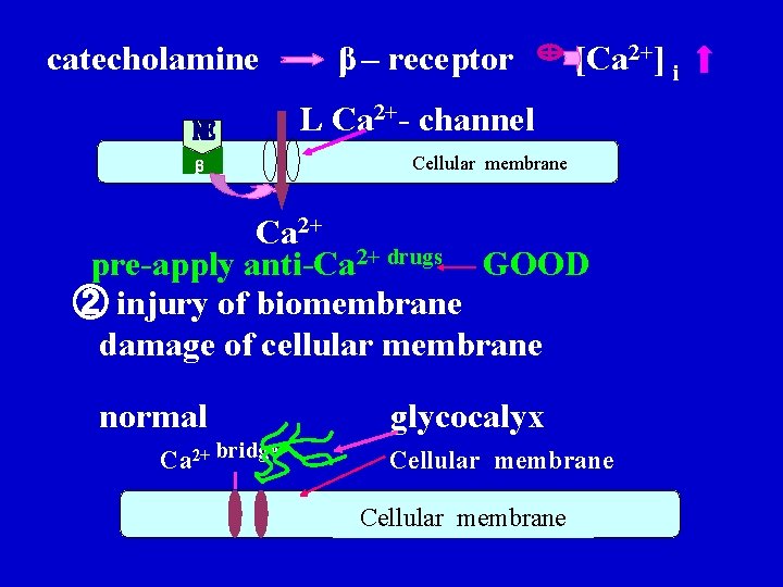 catecholamine β – receptor [Ca 2+] i L Ca 2+- channel β Cellular membrane