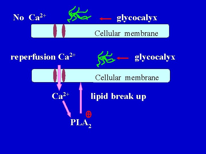 No Ca 2+ glycocalyx Cellular membrane reperfusion Ca 2+ glycocalyx Cellular membrane Ca 2+ No Ca 2+ glycocalyx Cellular membrane reperfusion Ca 2+ glycocalyx Cellular membrane Ca 2+
