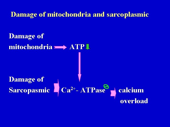 Damage of mitochondria and sarcoplasmic Damage of mitochondria Damage of Sarcopasmic ATP Ca 2+- Damage of mitochondria and sarcoplasmic Damage of mitochondria Damage of Sarcopasmic ATP Ca 2+-