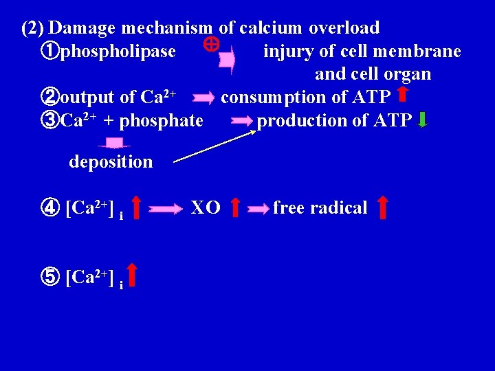 (2) Damage mechanism of calcium overload ①phospholipase injury of cell membrane and cell organ (2) Damage mechanism of calcium overload ①phospholipase injury of cell membrane and cell organ