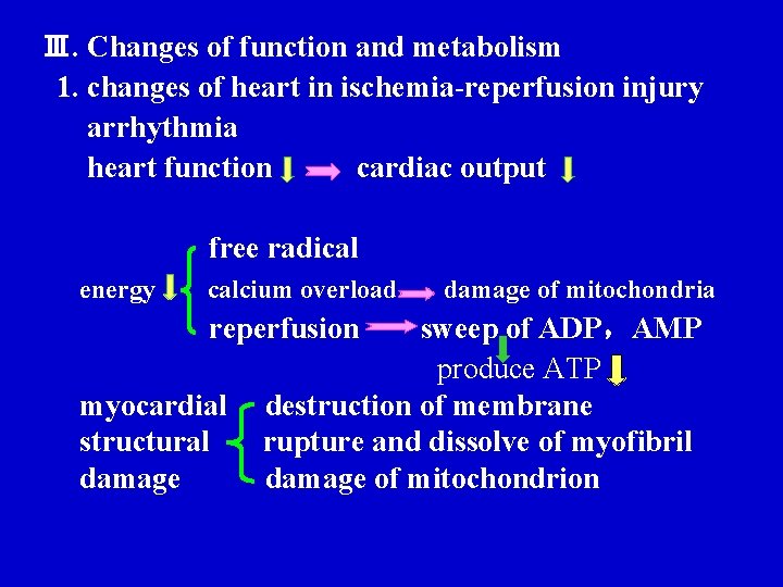 Ⅲ. Changes of function and metabolism 1. changes of heart in ischemia-reperfusion injury arrhythmia Ⅲ. Changes of function and metabolism 1. changes of heart in ischemia-reperfusion injury arrhythmia