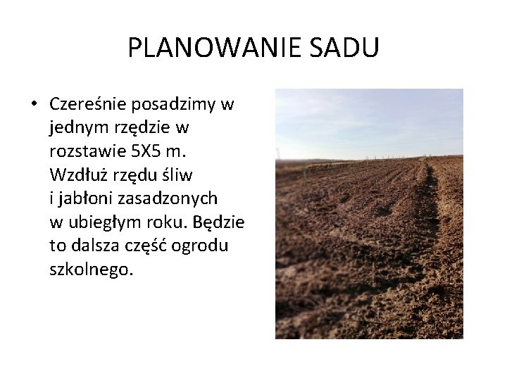 PLANOWANIE SADU • Czereśnie posadzimy w jednym rzędzie w rozstawie 5 X 5 m.