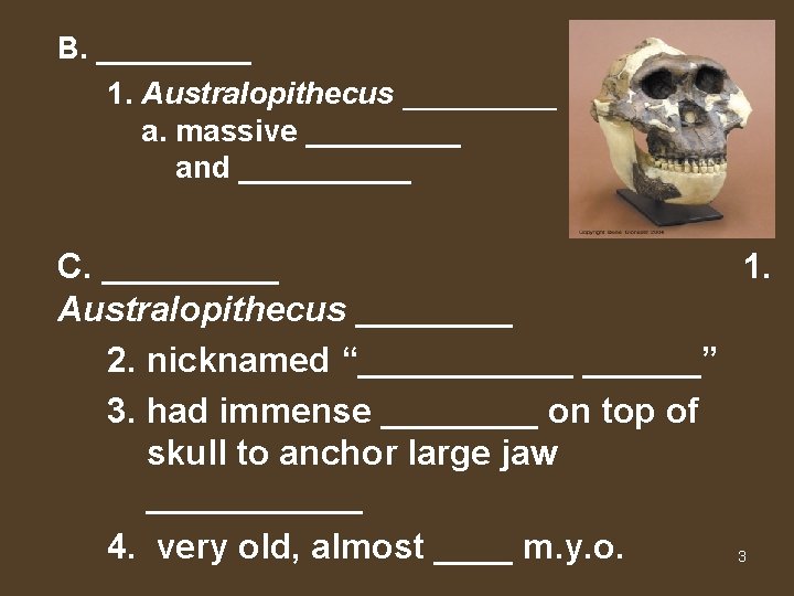 B. _____ 1. Australopithecus _____ a. massive _____ and _____ C. _____ 1. Australopithecus