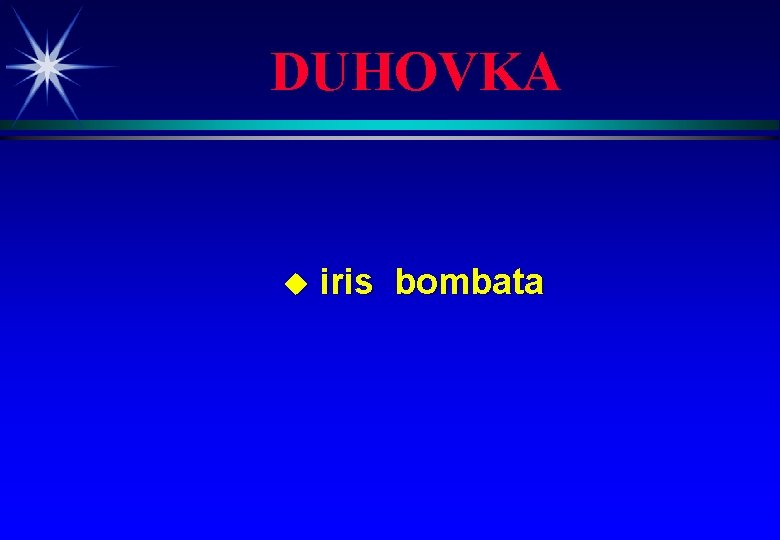 DUHOVKA u iris bombata 