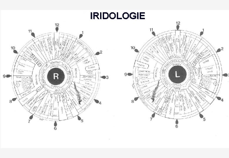 IRIDOLOGIE 