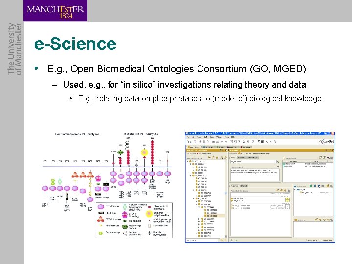 e-Science • E. g. , Open Biomedical Ontologies Consortium (GO, MGED) – Used, e.