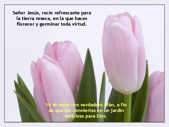 Señor Jesús, rocío refrescante para la tierra reseca, en la que haces florecer y