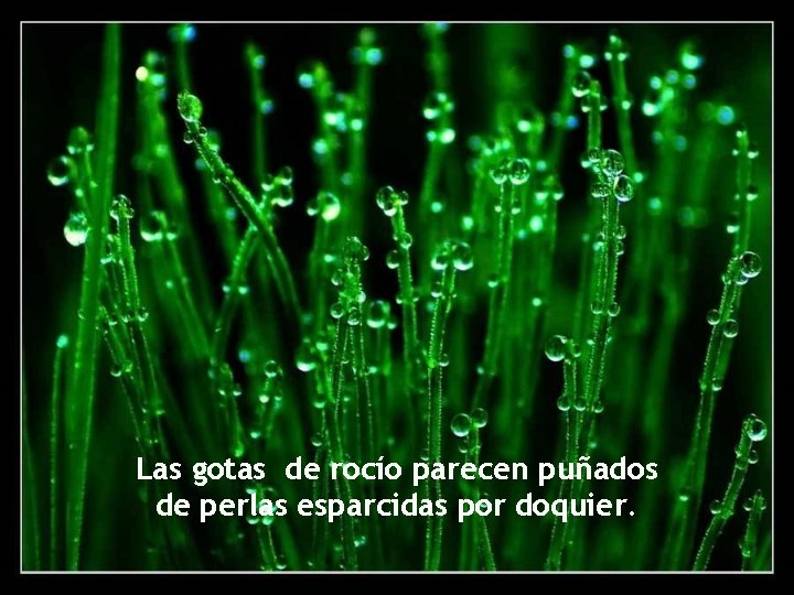 Las gotas de rocío parecen puñados de perlas esparcidas por doquier. 