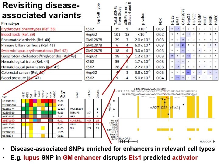 Revisiting diseaseassociated variants xx • Disease-associated SNPs enriched for enhancers in relevant cell types