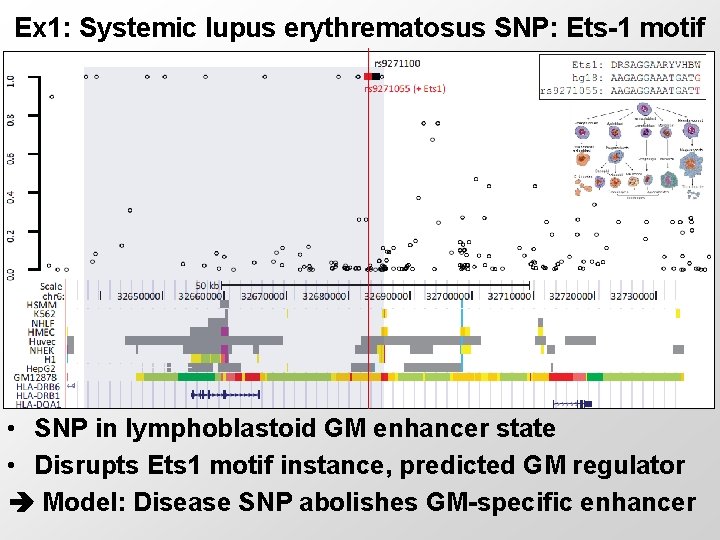 Ex 1: Systemic lupus erythrematosus SNP: Ets-1 motif • SNP in lymphoblastoid GM enhancer