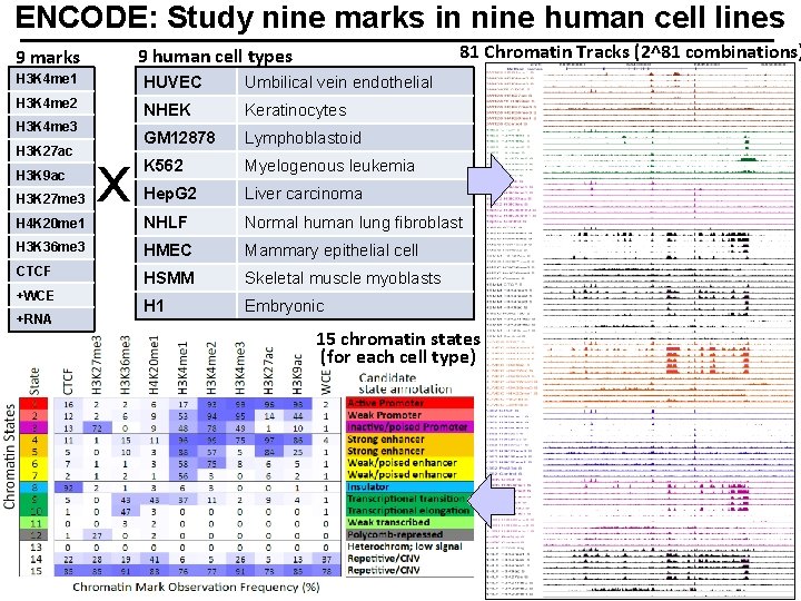 ENCODE: Study nine marks in nine human cell lines 81 Chromatin Tracks (2^81 combinations)