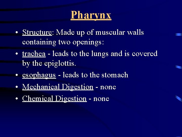 Pharynx • Structure: Made up of muscular walls containing two openings: • trachea -