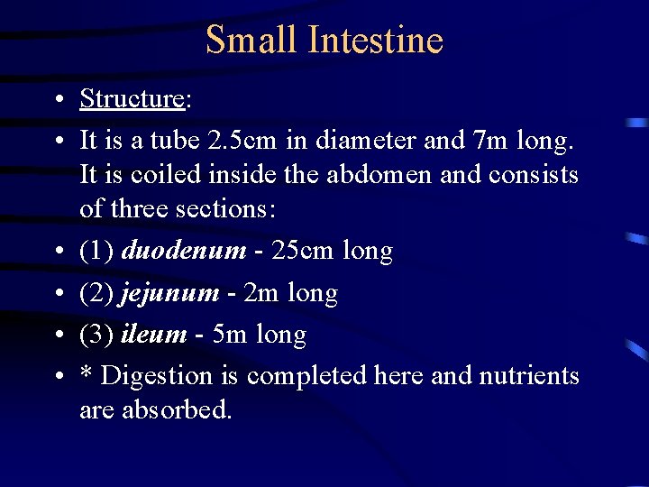 Small Intestine • Structure: • It is a tube 2. 5 cm in diameter