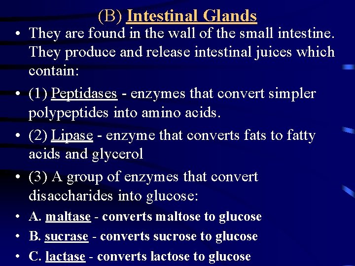 (B) Intestinal Glands • They are found in the wall of the small intestine.
