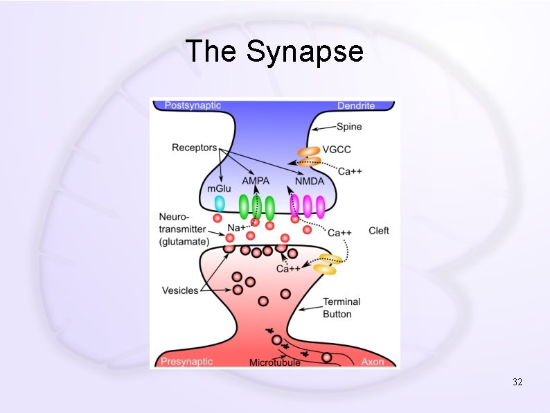 The Synapse 32 