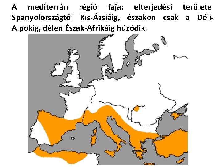 A mediterrán régió faja: elterjedési területe Spanyolországtól Kis-Ázsiáig, északon csak a Déli. Alpokig, délen