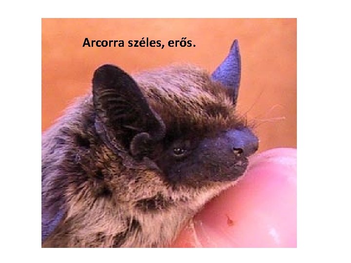 Arcorra széles, erős. 