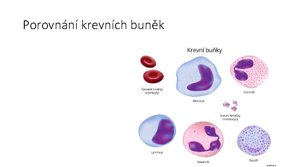 Porovnání krevních buněk 
