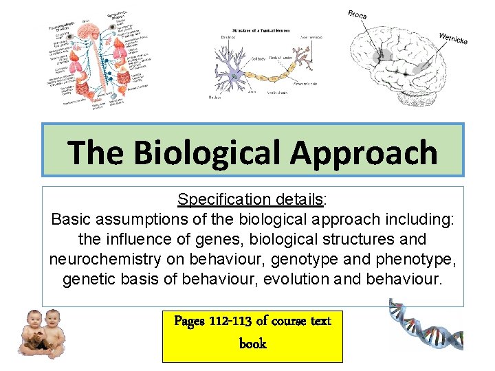 The Biological Approach Specification details: Basic assumptions of the biological approach including: the influence