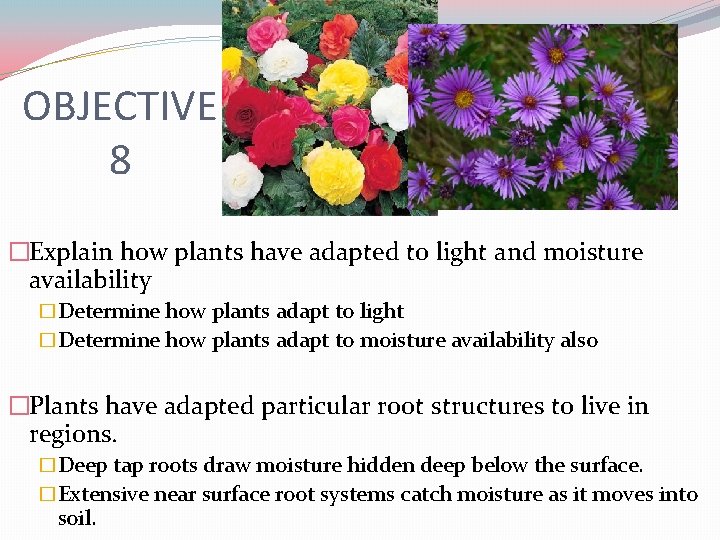 OBJECTIVE 8 �Explain how plants have adapted to light and moisture availability �Determine how