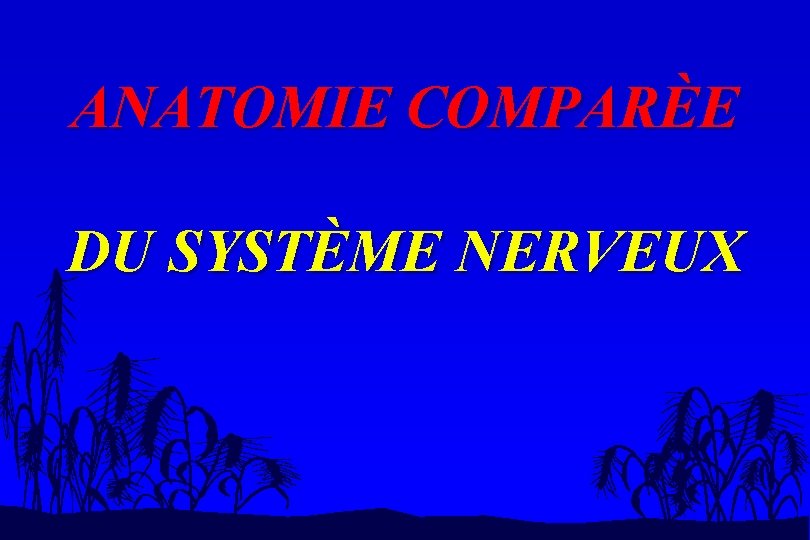 ANATOMIE COMPARÈE DU SYSTÈME NERVEUX 