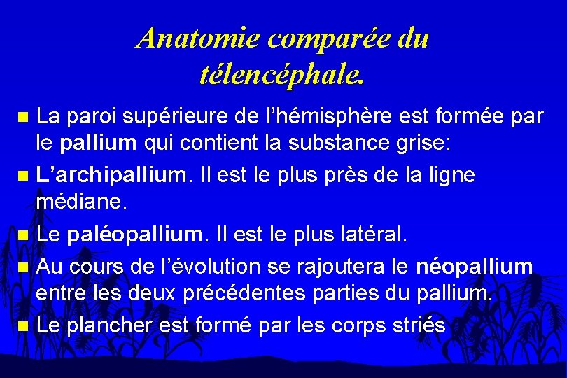 Anatomie comparée du télencéphale. La paroi supérieure de l’hémisphère est formée par le pallium