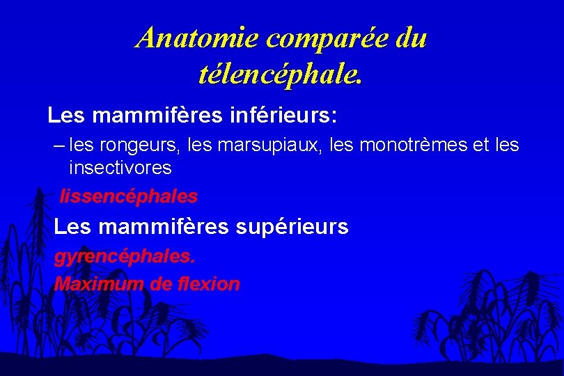 Anatomie comparée du télencéphale. Les mammifères inférieurs: – les rongeurs, les marsupiaux, les monotrèmes