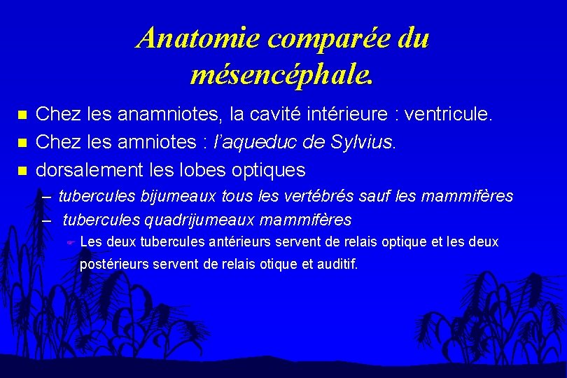 Anatomie comparée du mésencéphale. n n n Chez les anamniotes, la cavité intérieure :