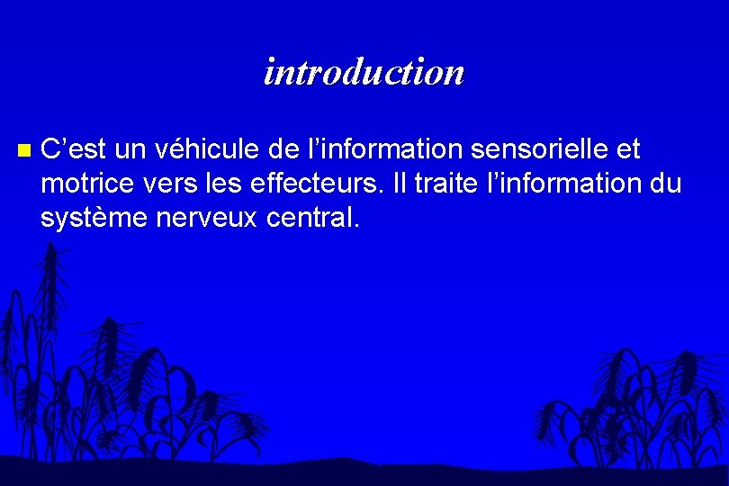 introduction n C’est un véhicule de l’information sensorielle et motrice vers les effecteurs. Il