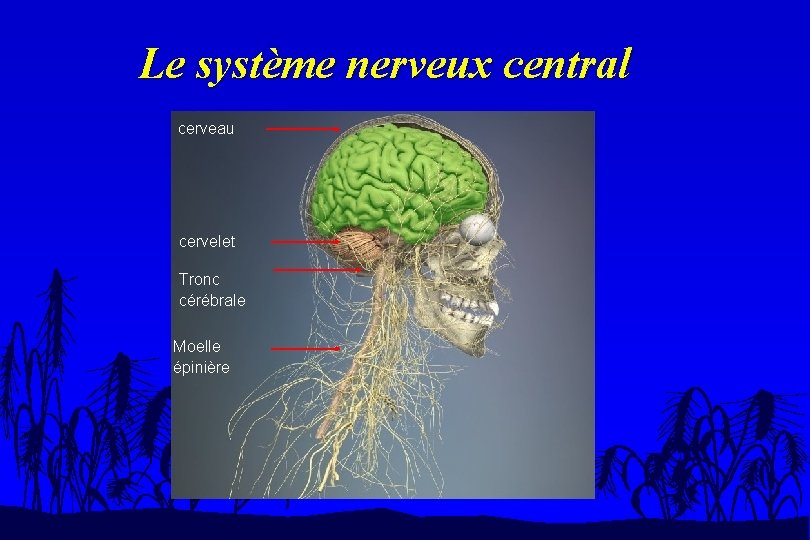 Le système nerveux central cerveau cervelet Tronc cérébrale Moelle épinière 