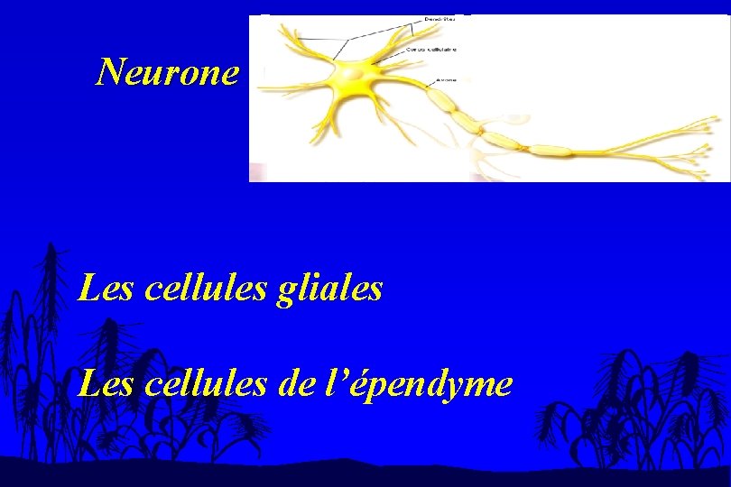 Neurone Les cellules gliales Les cellules de l’épendyme 