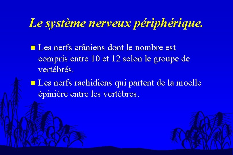 Le système nerveux périphérique. Les nerfs crâniens dont le nombre est compris entre 10